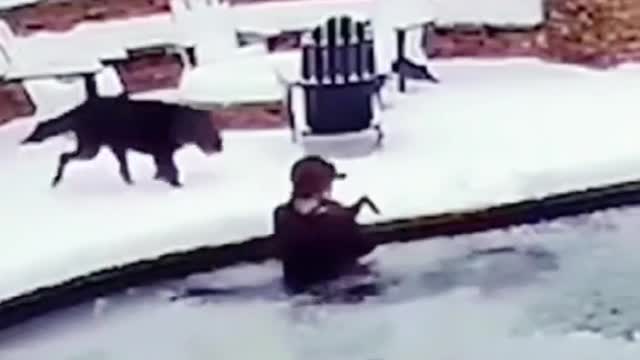 Winter fell into the pool, hurry to save it