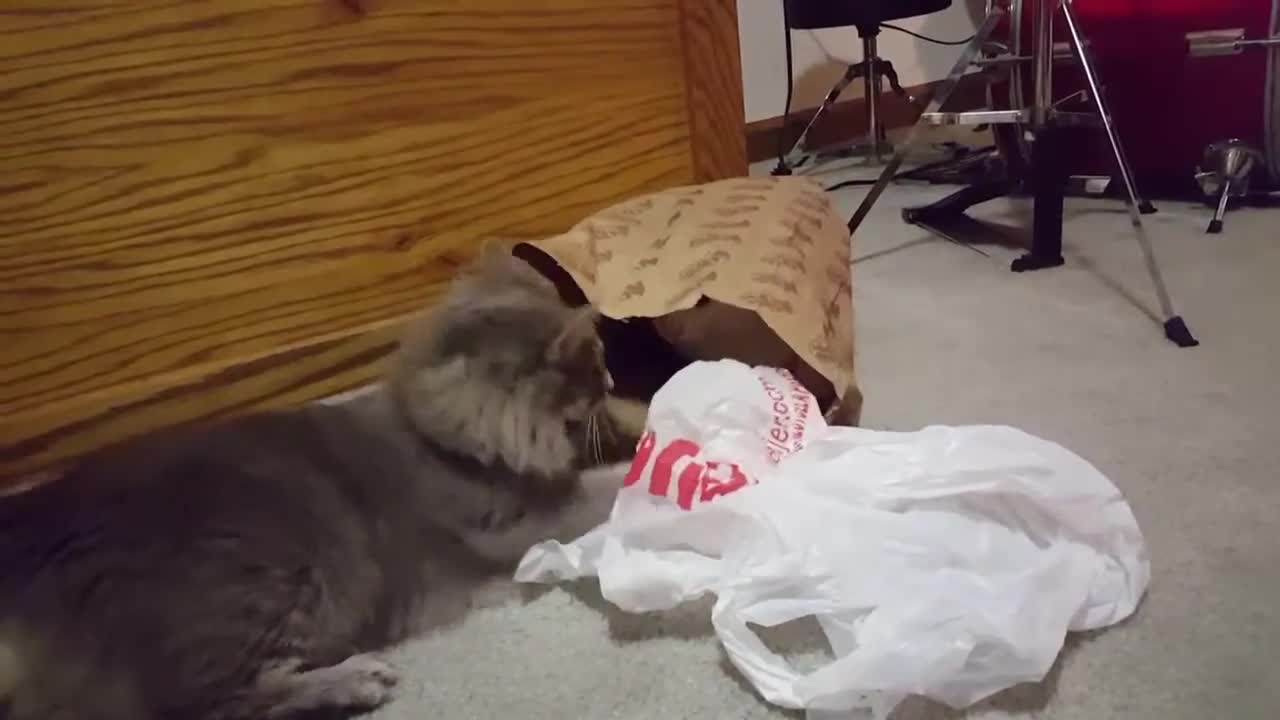 Funny cat video!!! Bag of Cats Wars - Fina Vs. Mavis