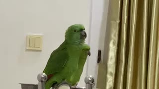 Parrot Sings Happy Birthday