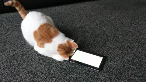10 verdades brutais sobre gatos