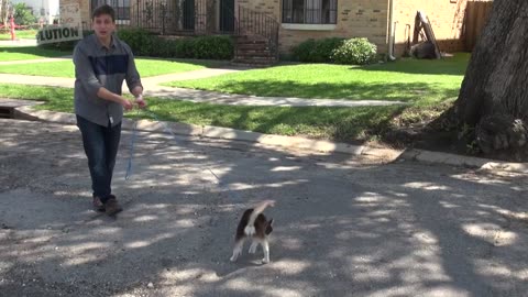 How To Teach your Puppy to Heel