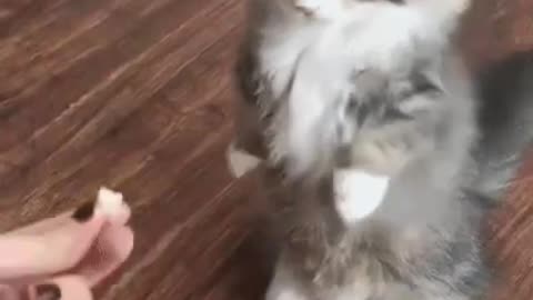 Cute Cat Gif