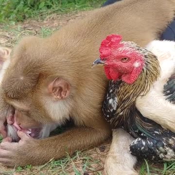 So a Dog, a Monkey, and a Chicken Walk into a Bar....