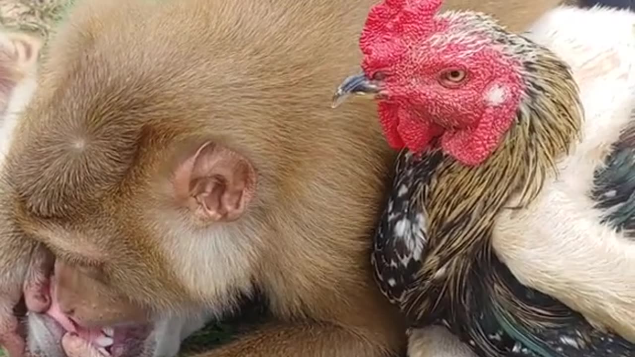 So a Dog, a Monkey, and a Chicken Walk into a Bar....