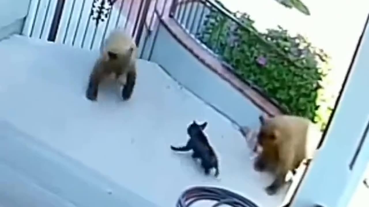 Pug Chases Away Bears