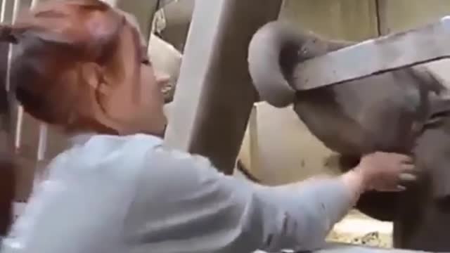 Baby Elephant Plays with Lucky Human