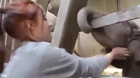 Baby Elephant Plays with Lucky Human