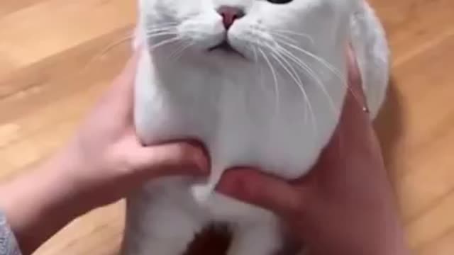 Cat funny video cat's meow meow meow 😺😺😺