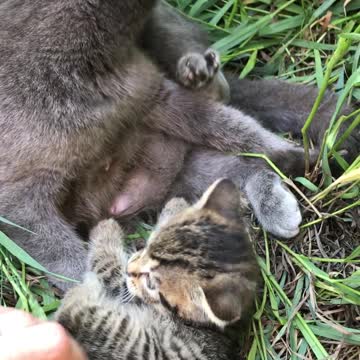 Cute, adorable kitten gets a bath from her Mama