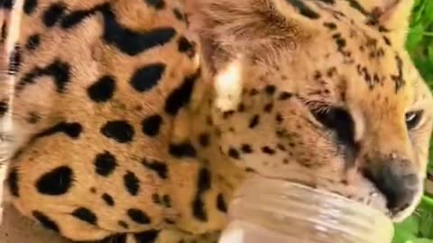 Big Cats & Hyena Try Catnip!