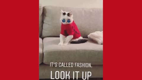 Fashion cat