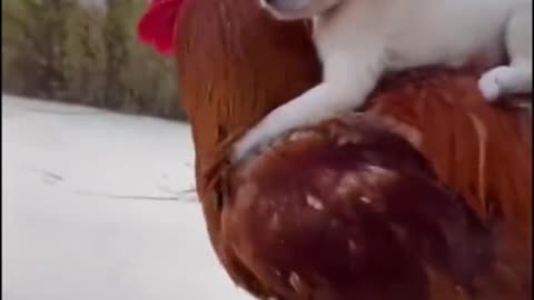 On my beloved rooster!