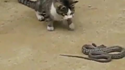 Cat Vs Snake Fight