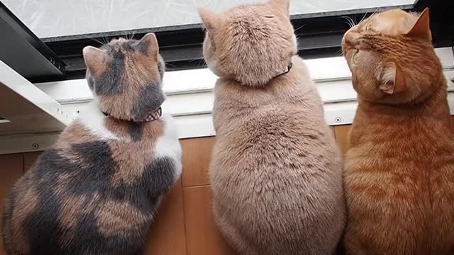 beautfull cats you never seen before