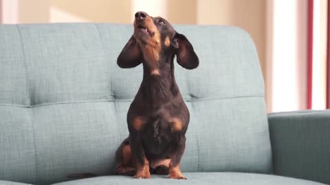 Dachshund Left at Home Gives the GUILT TRIP! Caught on Furbo!