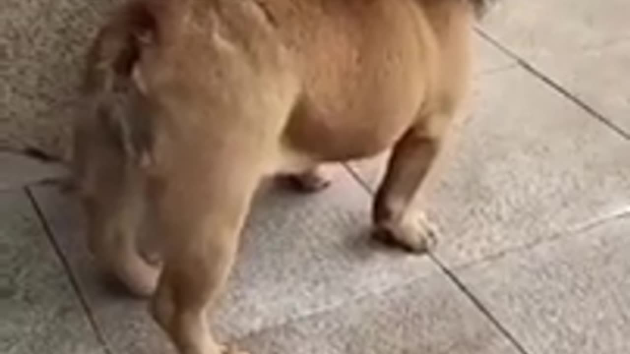 Funny dog video🤣