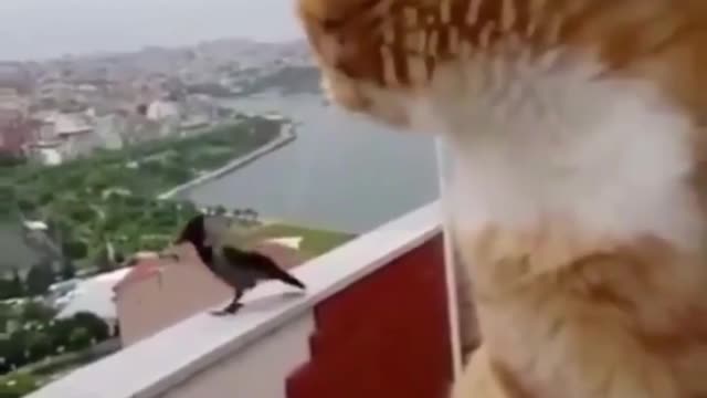 How to Get Free Cute Pet Everyday