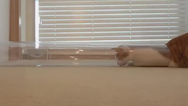 Cats vs Narrowing Tube