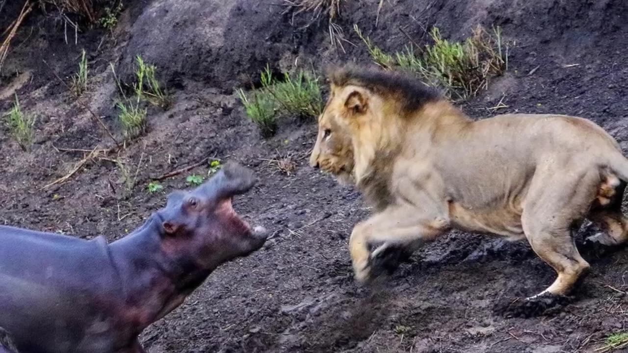 How Fearless The Hippopotamuses Is!