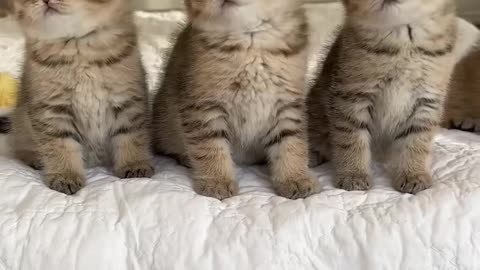 Kitty Dance