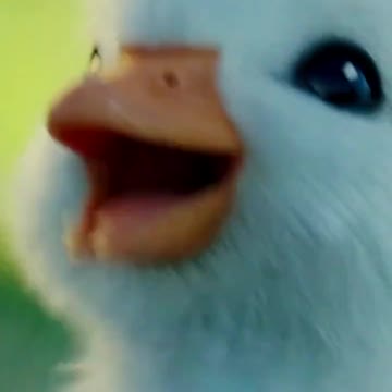 Cute little white duck