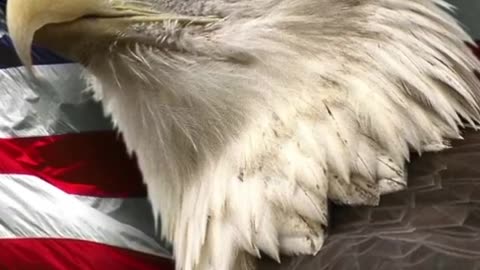 Infliction Point | Steve Bannon