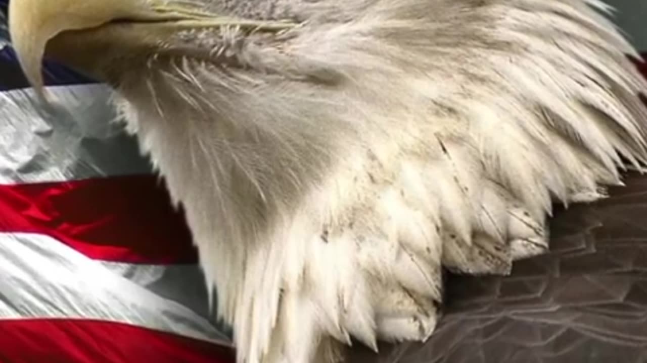 Infliction Point | Steve Bannon