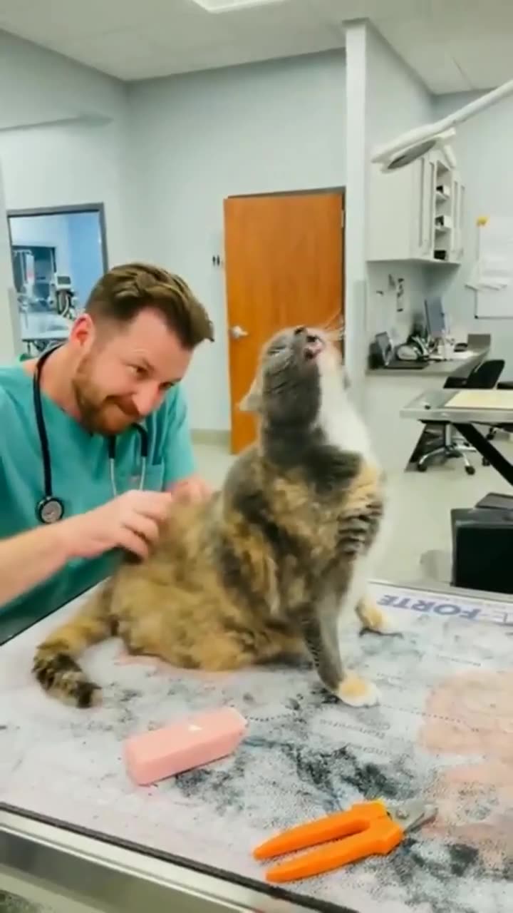 The veterinarian knows the secret points(00)
