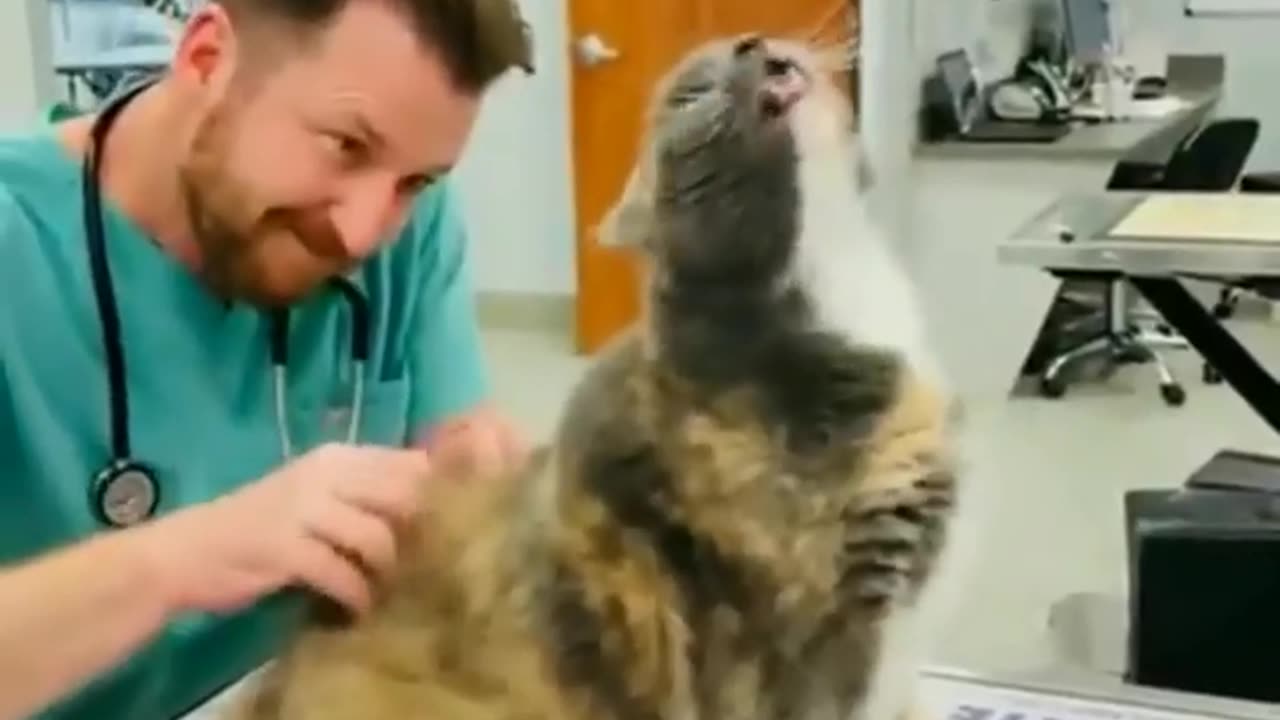 The veterinarian knows the secret points