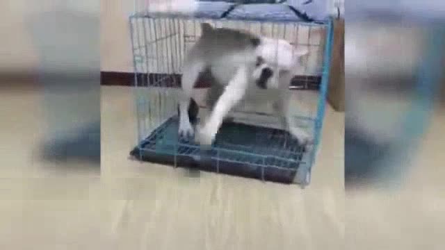 Animal Videos 2023 Funniest Animals