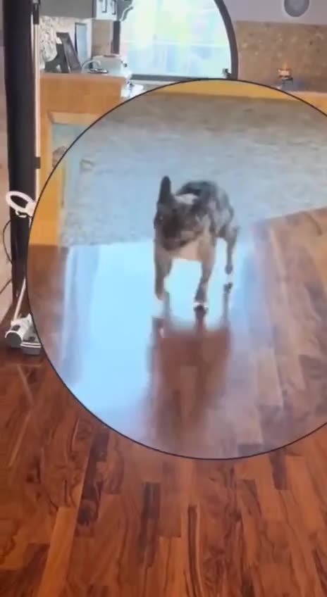 Strong attachment issues 🤣🤣