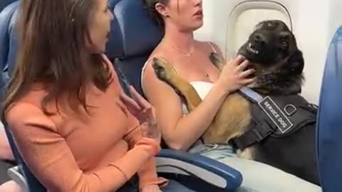 Woman upset over service dog seated next to her on plane