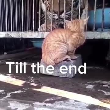 Cat makes The Tiger scared 😱 #shorts