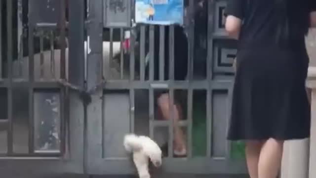 Cats Music Video-Smooth and Cool