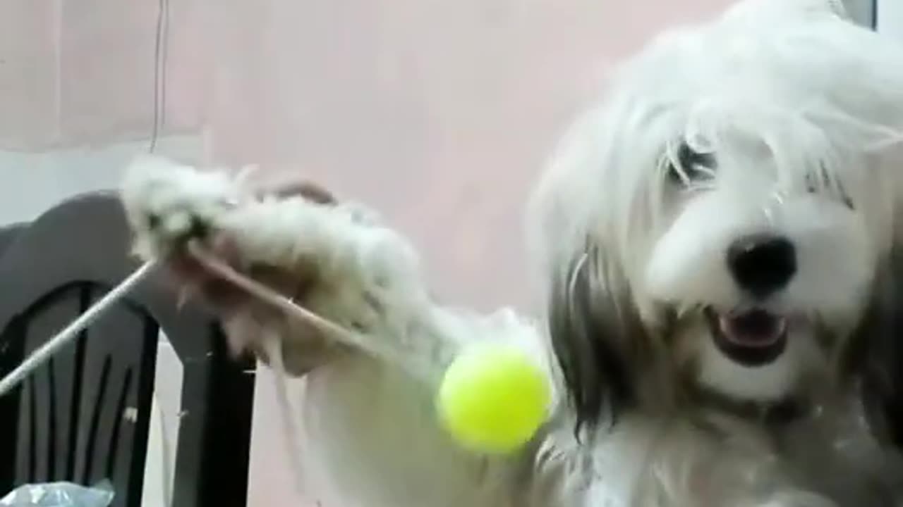 New Funny Animals, Funniest Cats and Dogs Videos 8