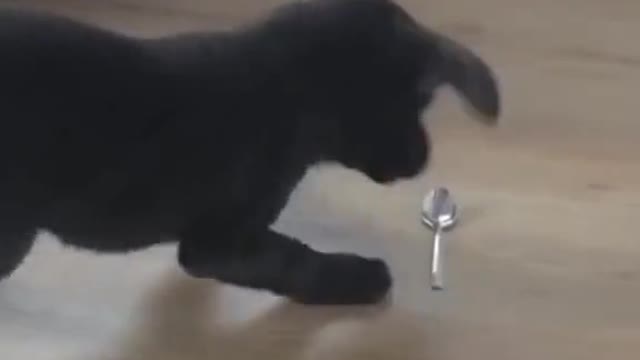 Little master of spoon