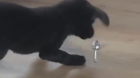 Little master of spoon