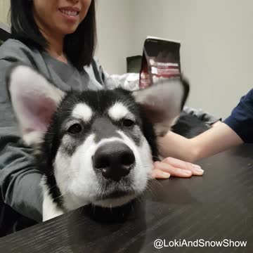 Playing with Husky ears