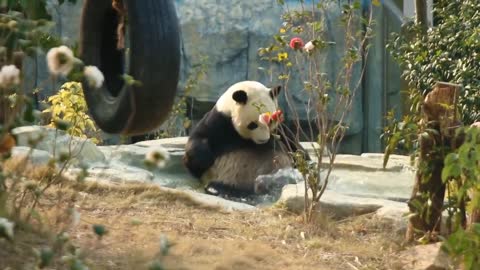 The giant panda