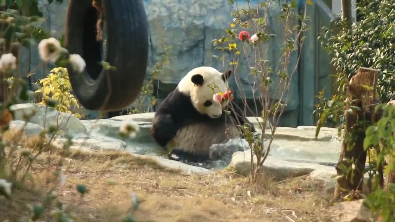 The giant panda