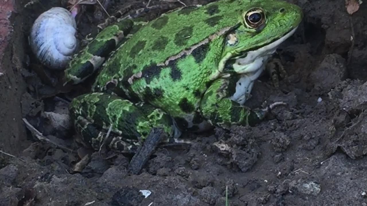 Frog