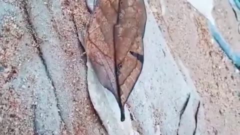 Camouflage Butterfly