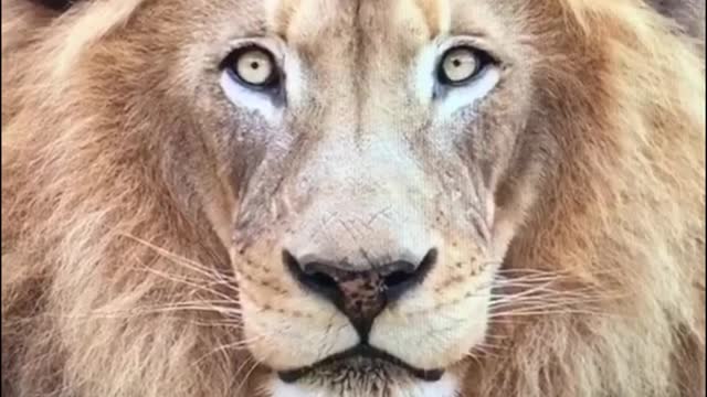 Close-up moments of various animals