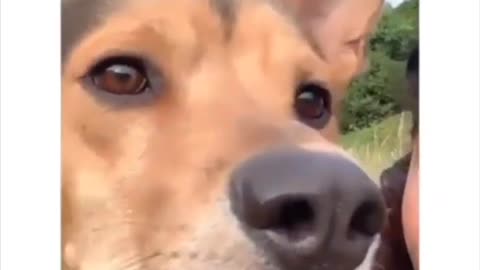 #CuteBabyAnimals #Funny #daily #Shorts #amushorts #rumble C076