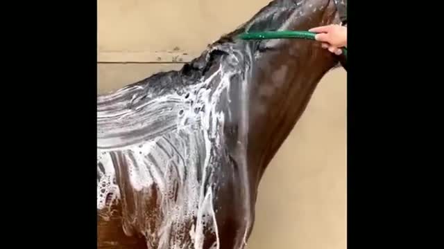 Made your day with these funny and cute Horses | Funny horse videos compilation