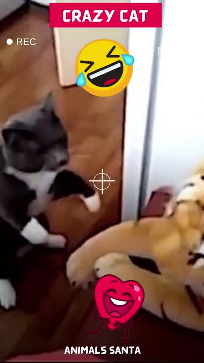 Does that tiger really want to fight 🤔