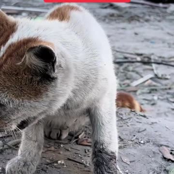 ATTENTION!!! BE AWARE GAZA`S ANIMALS ARE INCLUDED IN THIS HORROR