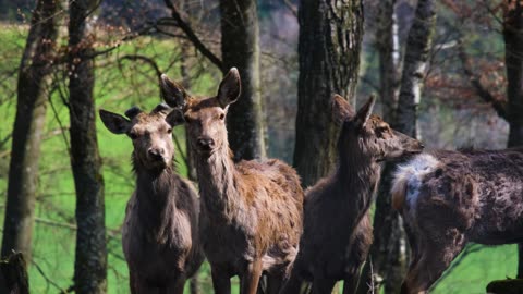 Beautiful Deer