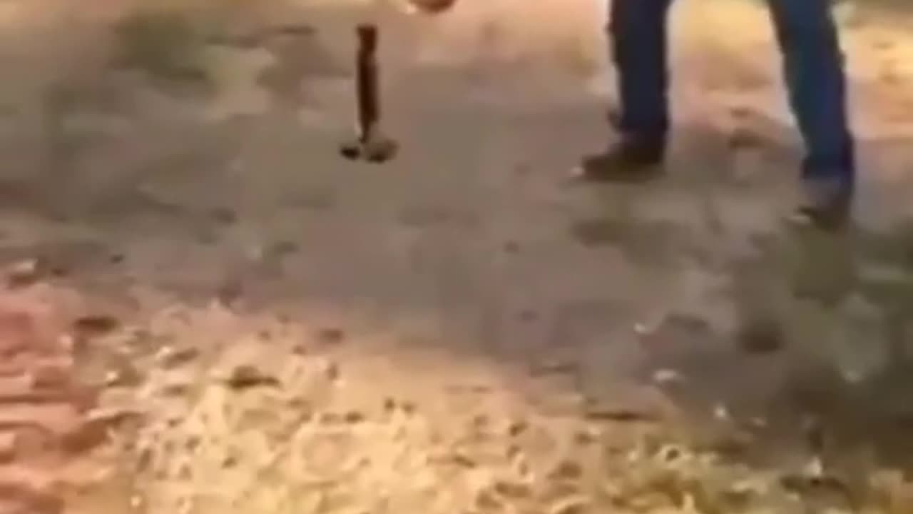 Funny animals