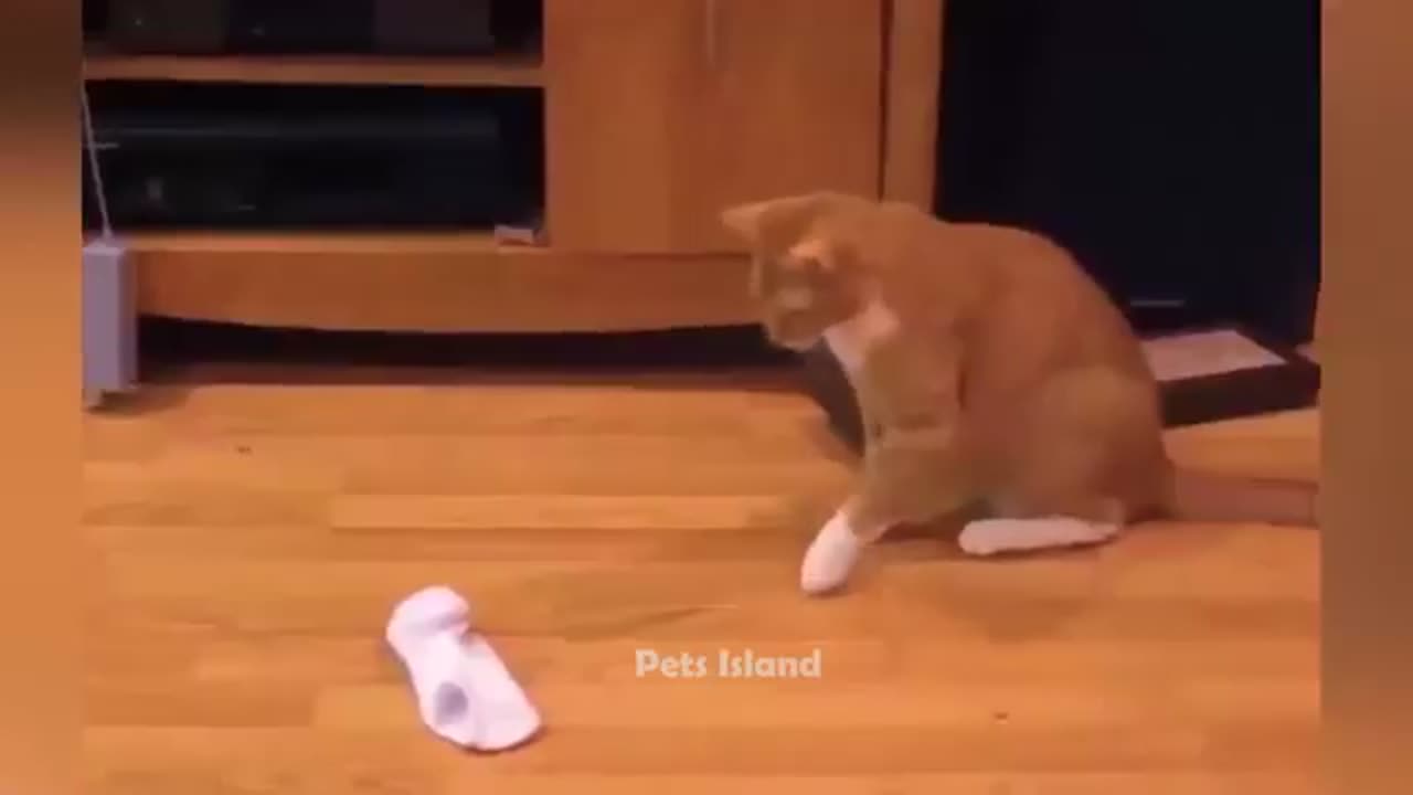 Cat video